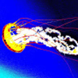 Meet your Posher, Scott